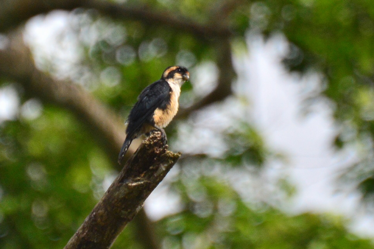 Microhierax fringillarius